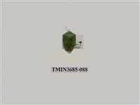 藏品(半翅目(1))的圖片